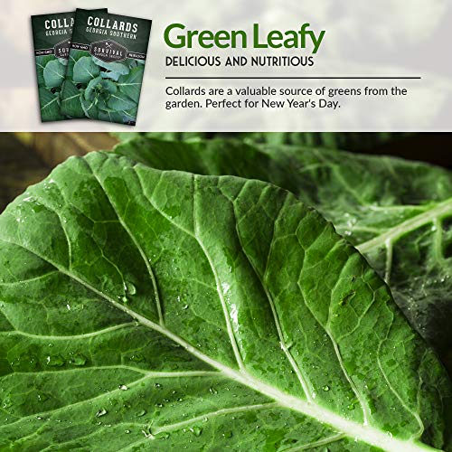 Survival Garden Seeds - Georgia Southern Collards Seed for Planting - Pack with Instructions to Plant and Grow Healthy Collard Greens in Your Home Vegetable Garden - Non-GMO Heirloom Variety - 5 Packs