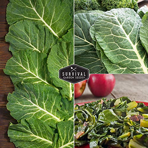 Survival Garden Seeds - Georgia Southern Collards Seed for Planting - Pack with Instructions to Plant and Grow Healthy Collard Greens in Your Home Vegetable Garden - Non-GMO Heirloom Variety - 5 Packs