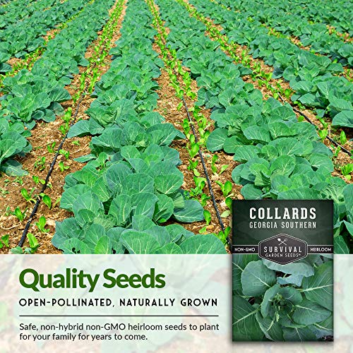 Survival Garden Seeds - Georgia Southern Collards Seed for Planting - Pack with Instructions to Plant and Grow Healthy Collard Greens in Your Home Vegetable Garden - Non-GMO Heirloom Variety - 5 Packs