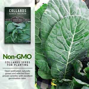 Survival Garden Seeds - Georgia Southern Collards Seed for Planting - Pack with Instructions to Plant and Grow Healthy Collard Greens in Your Home Vegetable Garden - Non-GMO Heirloom Variety - 5 Packs