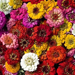 1200 Zinnia Seeds, Flower Seeds for Planting Outdoors, Zinnia Seeds Bulk Giving You The Zinnia Flowers You Need, Zinnia Elegans, 10 Grams, Non-GMO