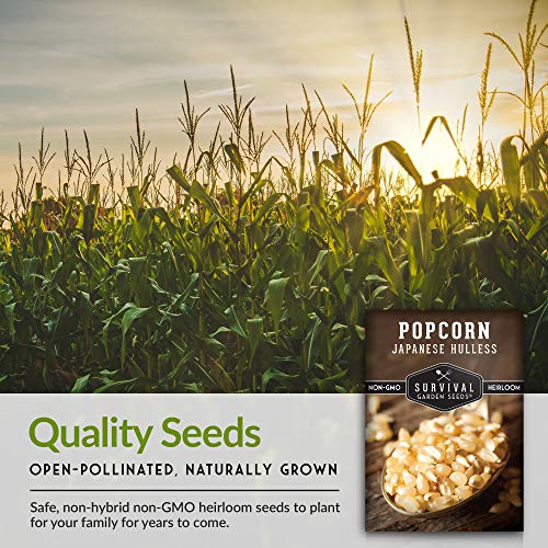 Survival Garden Seeds - Japanese Hulless Popcorn Seed for Planting - Packet with Instructions to Plant and Grow Delicious Kernel Popcorn in Your Home Vegetable Garden - Non-GMO Heirloom Variety