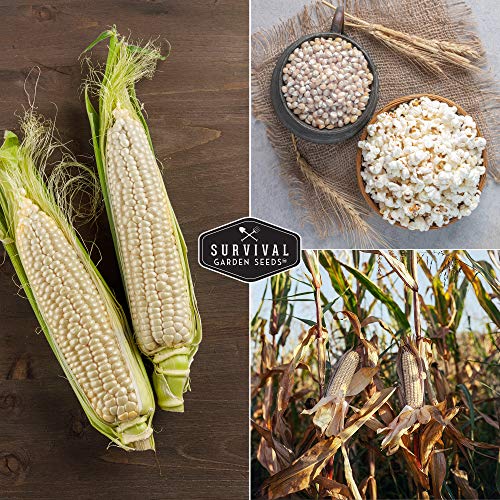 Survival Garden Seeds - Japanese Hulless Popcorn Seed for Planting - Packet with Instructions to Plant and Grow Delicious Kernel Popcorn in Your Home Vegetable Garden - Non-GMO Heirloom Variety