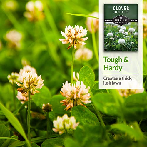 Survival Garden Seeds - Dutch White Clover Seed for Planting - Packet with Instructions to Plant and Grow White Clover as Ground Cover, Erosion Control or Cover Crop - Non-GMO Heirloom Variety