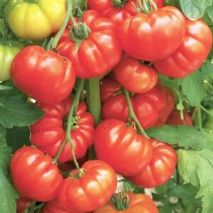 earlybirdspecial! beefsteak tomato seeds for planting vegetables and fruits.heirloom tomato vegetable seeds for planting home garden & hydroponics seed pods-50ct beefsteak tomato plants seeds