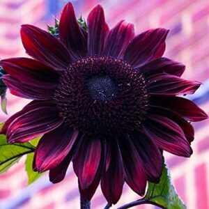 sunflower seeds for planting – grow purple chocolate cherry sun flowers in your garden – 25 non gmo heirloom seeds – full planting instructions for easy to grow – great gardening gifts (2 packets)