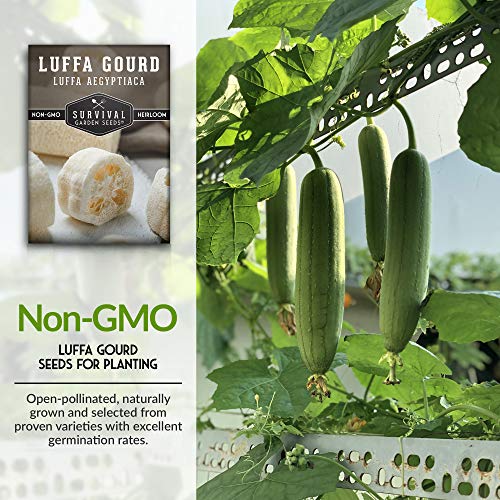Survival Garden Seeds - Luffa or Loofah Seed for Planting - Packet with Instructions to Plant and Grow Ornamental Gourds in Your Home Vegetable Garden - Non-GMO Heirloom Variety - 3 Pack