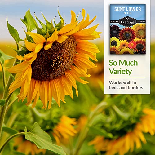 Survival Garden Seeds - Mix of Popular Sunflower Seeds for Planting - 5 Packs with Instructions to Grow Beautiful Flowers in Your Home Vegetable or Flower Garden - Non-GMO Heirloom Varieties