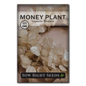 sow right seeds – money plant seeds – honesty or silver coin plant – non-gmo heirloom seeds – indoor or outdoor – full instructions for planting and growing a flower garden – great gardening gift