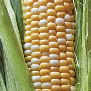 Burpee Ambrosia Sweet Corn Seeds 200 seeds