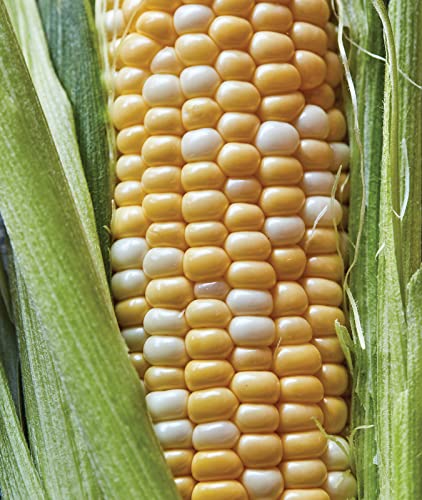 Burpee Ambrosia Sweet Corn Seeds 200 seeds