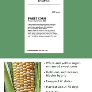 Burpee Ambrosia Sweet Corn Seeds 200 seeds