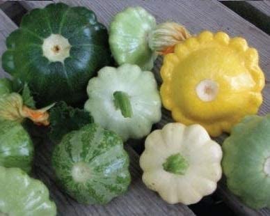 David's Garden Seeds Squash Summer Scallop Blend FBA-00050 (Multi) 25 Non-GMO Seeds