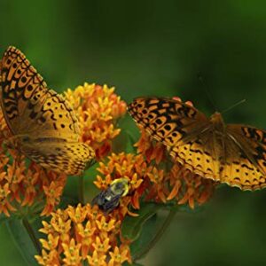 Sow Right Seeds Butterfly Milkweed Seeds; Attract Monarch and Other Butterflies to Your Garden; Non-GMO Heirloom Seeds; Full Instructions for Planting, Wonderful Gardening Gift (3)