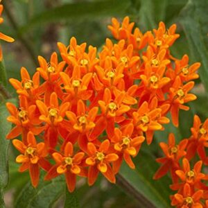 Sow Right Seeds Butterfly Milkweed Seeds; Attract Monarch and Other Butterflies to Your Garden; Non-GMO Heirloom Seeds; Full Instructions for Planting, Wonderful Gardening Gift (3)
