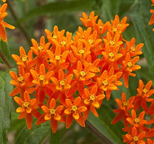 Sow Right Seeds Butterfly Milkweed Seeds; Attract Monarch and Other Butterflies to Your Garden; Non-GMO Heirloom Seeds; Full Instructions for Planting, Wonderful Gardening Gift (3)