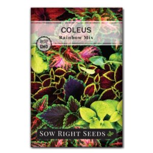 sow right seeds – coleus rainbow mix seeds for planting – beautiful flowers to plant in your home garden – indoors or outdoors – non-gmo heirloom seeds – attractive and colorful – great gardening gift