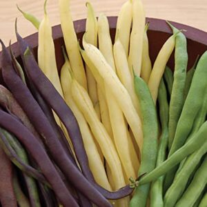 Burpee Three Color Blend Bush Bean Seeds 2 ounces of seed