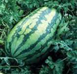 Jubilee Sweet Watermelon Seeds for Planting, 50+ Heirloom Seeds Per Packet, (Isla's Garden Seeds), Non GMO Seeds, Botanical Name: Citrullus lanatus, Great Home Garden Gift