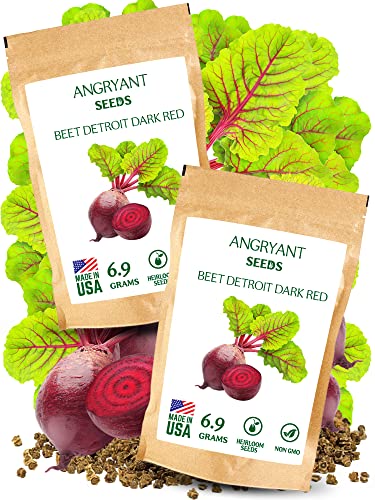 Heirloom Detroit Dark Red Beet Seeds for Planting - 1,200+ Non-GMO Seeds - 100% USA Grown - Suitable for Indoors and Outdoors Home Vegetable Garden - Easy to Grow Sweet Beets with Deep Crimson Flesh