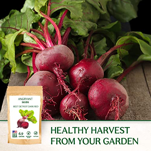 Heirloom Detroit Dark Red Beet Seeds for Planting - 1,200+ Non-GMO Seeds - 100% USA Grown - Suitable for Indoors and Outdoors Home Vegetable Garden - Easy to Grow Sweet Beets with Deep Crimson Flesh