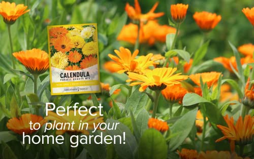 Calendula Seeds for Planting (Pacific Beauty Mix) - Annual Flower Seeds Great for Cut Flower Gardens, Herbal Tea and for Medicinal Purposes, Open Pollinated Flower Seed by Gardeners Basics