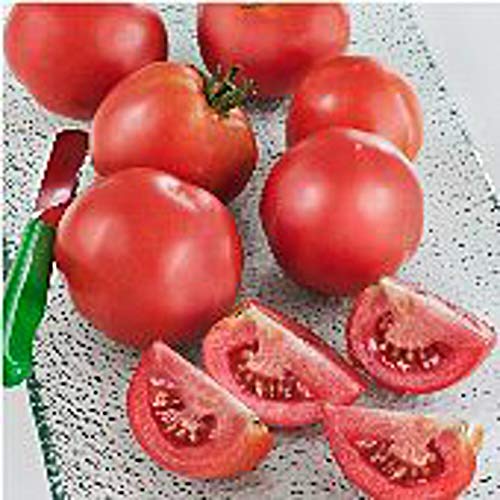 Early Girl Tomato Seeds (20+ Seeds) | Non GMO | Vegetable Fruit Herb Flower Seeds for Planting | Home Garden Greenhouse Pack