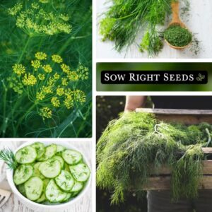 Sow Right Seeds - Dill Seed for Planting - All Non-GMO Heirloom Dill Seeds with Full Instructions for Easy Planting and Growing Your Kitchen Herb Garden, Indoor or Outdoor; Great Gift