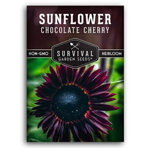 survival garden seeds – chocolate cherry sunflower seed for planting – packet with instructions to plant and grow beautiful flowers in your home vegetable or flower garden – non-gmo heirloom variety
