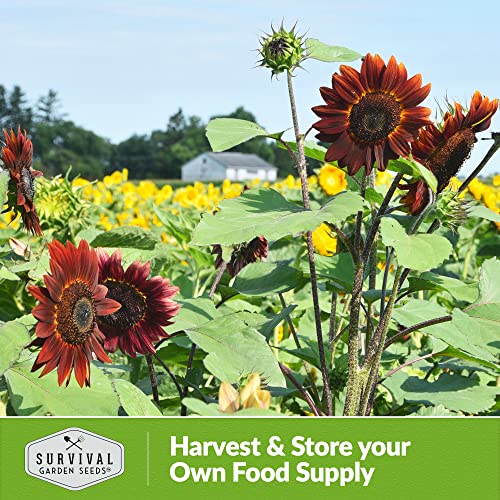 Survival Garden Seeds - Chocolate Cherry Sunflower Seed for Planting - Packet with Instructions to Plant and Grow Beautiful Flowers in Your Home Vegetable or Flower Garden - Non-GMO Heirloom Variety