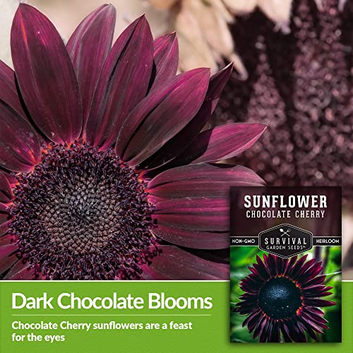 Survival Garden Seeds - Chocolate Cherry Sunflower Seed for Planting - Packet with Instructions to Plant and Grow Beautiful Flowers in Your Home Vegetable or Flower Garden - Non-GMO Heirloom Variety