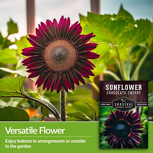 Survival Garden Seeds - Chocolate Cherry Sunflower Seed for Planting - Packet with Instructions to Plant and Grow Beautiful Flowers in Your Home Vegetable or Flower Garden - Non-GMO Heirloom Variety