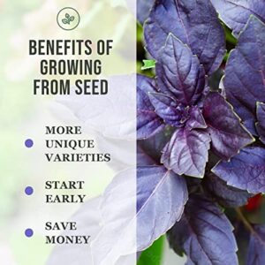 Sow Right Seeds - Peppermint Seeds for Planting - Non-GMO Heirloom Seeds - Full Instructions for Easy Planting and Growing an Herbal Tea Garden, Indoors or Outdoor; Great Gardening Gift