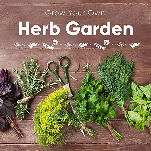 9 Herb Garden Seeds for Planting - USDA Certified Organic Herb Seed Packets - Non GMO Heirloom Seeds - Plant Markers & Gift Box - Tulsi Holy Basil, Cilantro, Mint, Dill, Sage, Arugula, Thyme, Chives