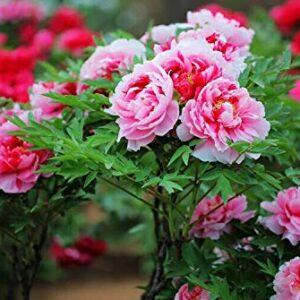 20+ Mixed Peony Flower Seeds Double Beautiful Perennial Bonsai Plant Garden