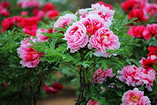 20+ Mixed Peony Flower Seeds Double Beautiful Perennial Bonsai Plant Garden