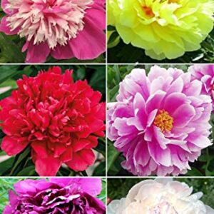 20+ Mixed Peony Flower Seeds Double Beautiful Perennial Bonsai Plant Garden