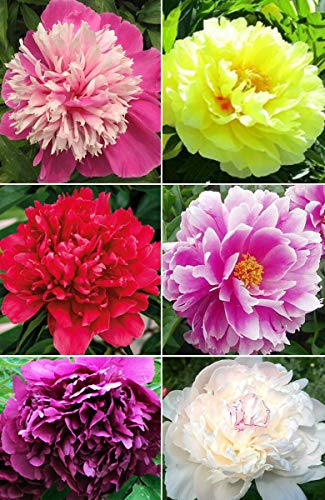 20+ Mixed Peony Flower Seeds Double Beautiful Perennial Bonsai Plant Garden