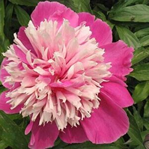 20+ Mixed Peony Flower Seeds Double Beautiful Perennial Bonsai Plant Garden