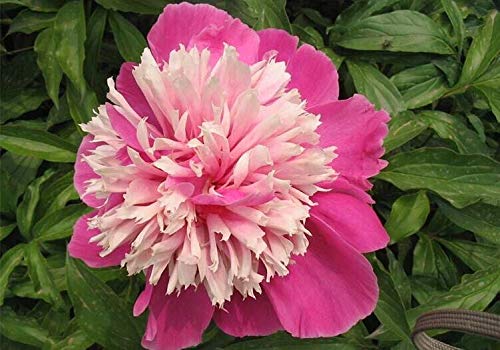 20+ Mixed Peony Flower Seeds Double Beautiful Perennial Bonsai Plant Garden