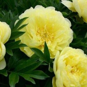 20+ Mixed Peony Flower Seeds Double Beautiful Perennial Bonsai Plant Garden