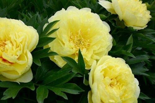 20+ Mixed Peony Flower Seeds Double Beautiful Perennial Bonsai Plant Garden