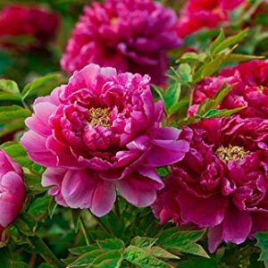 20+ Mixed Peony Flower Seeds Double Beautiful Perennial Bonsai Plant Garden