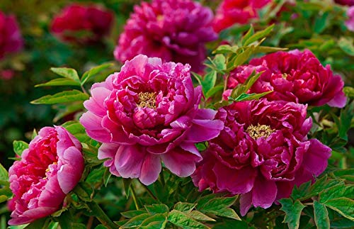 20+ Mixed Peony Flower Seeds Double Beautiful Perennial Bonsai Plant Garden