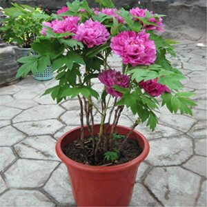 20+ Mixed Peony Flower Seeds Double Beautiful Perennial Bonsai Plant Garden