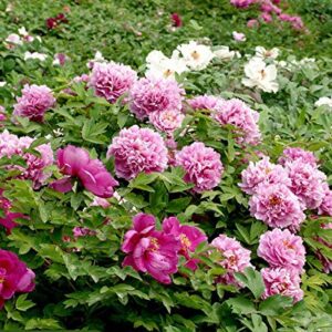 20+ Mixed Peony Flower Seeds Double Beautiful Perennial Bonsai Plant Garden