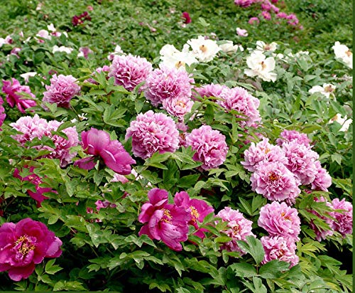 20+ Mixed Peony Flower Seeds Double Beautiful Perennial Bonsai Plant Garden