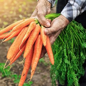 The Old Farmer's Almanac Heirloom Carrot Seeds (Tendersweet) - Approx 2600 Seeds - Non-GMO, Open Pollinated