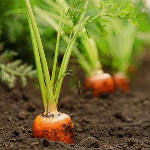 The Old Farmer's Almanac Heirloom Carrot Seeds (Tendersweet) - Approx 2600 Seeds - Non-GMO, Open Pollinated