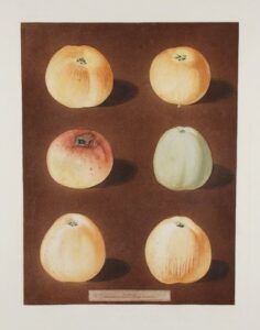 [apples] [striped holland pippin; marygold apple; sullenworth’s rennet apple; beauty of kent]